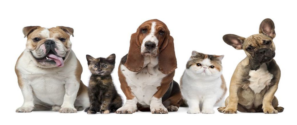 Αλλεργία στα κατοικίδια